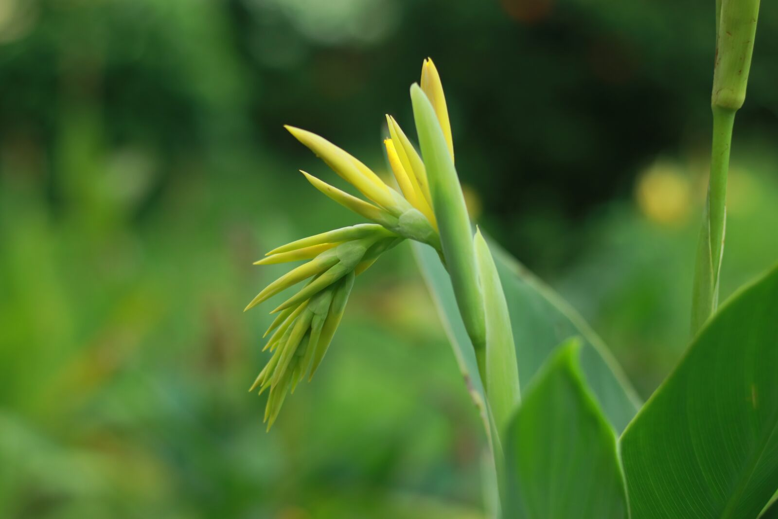 Canon EF 50mm F1.8 STM sample photo. Green, nature, flowers photography