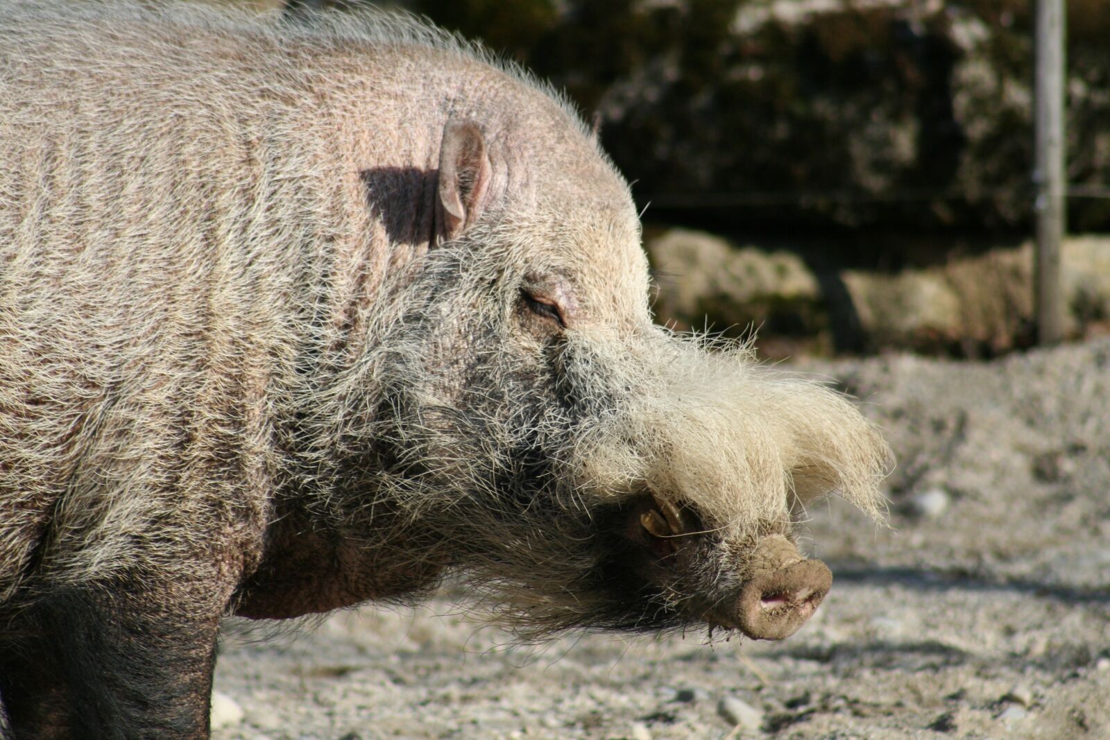 Canon EOS 350D (EOS Digital Rebel XT / EOS Kiss Digital N) sample photo. Pig sow, proboscis, bristles photography