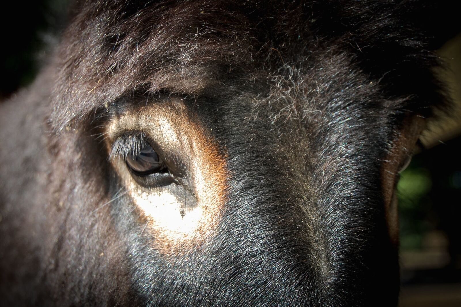 Nikon D40 sample photo. Head, animal, horse, eye photography