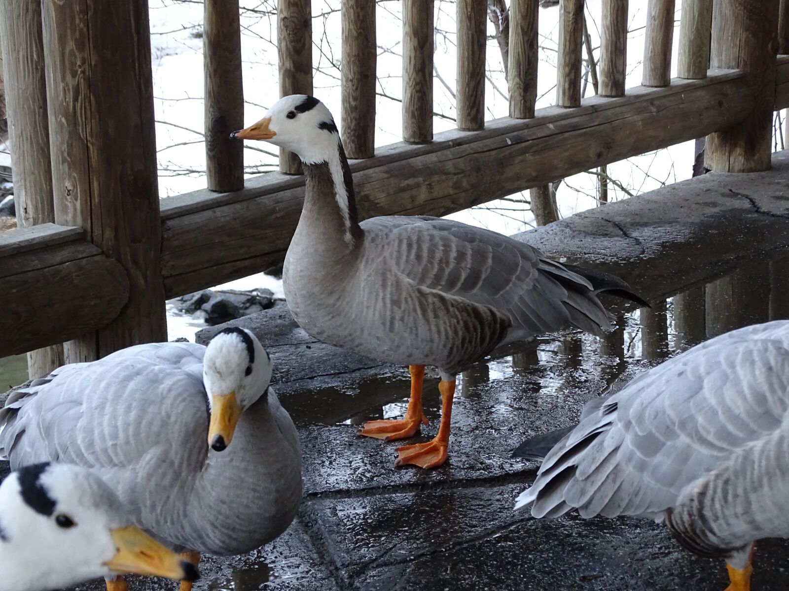 Sony Cyber-shot DSC-HX400V sample photo. Goose, duck, a goose photography