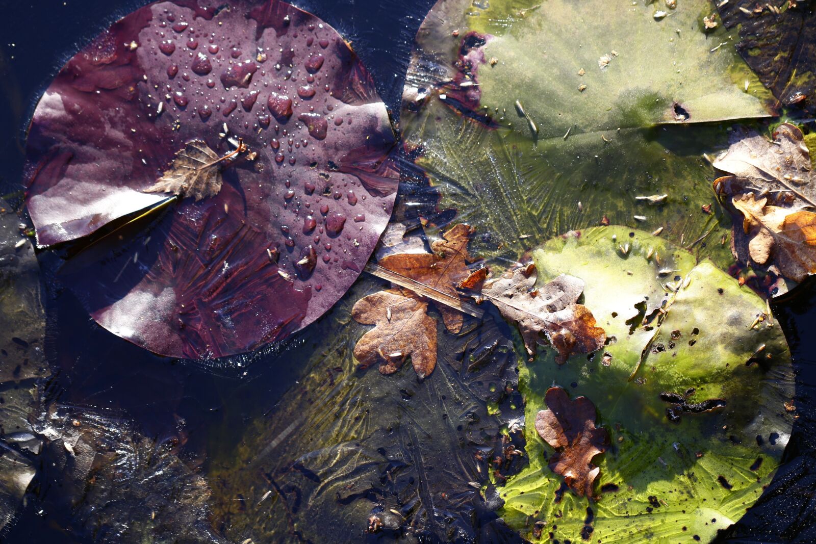 Canon EF 100mm F2.8L Macro IS USM sample photo. Nature, ice, winter photography