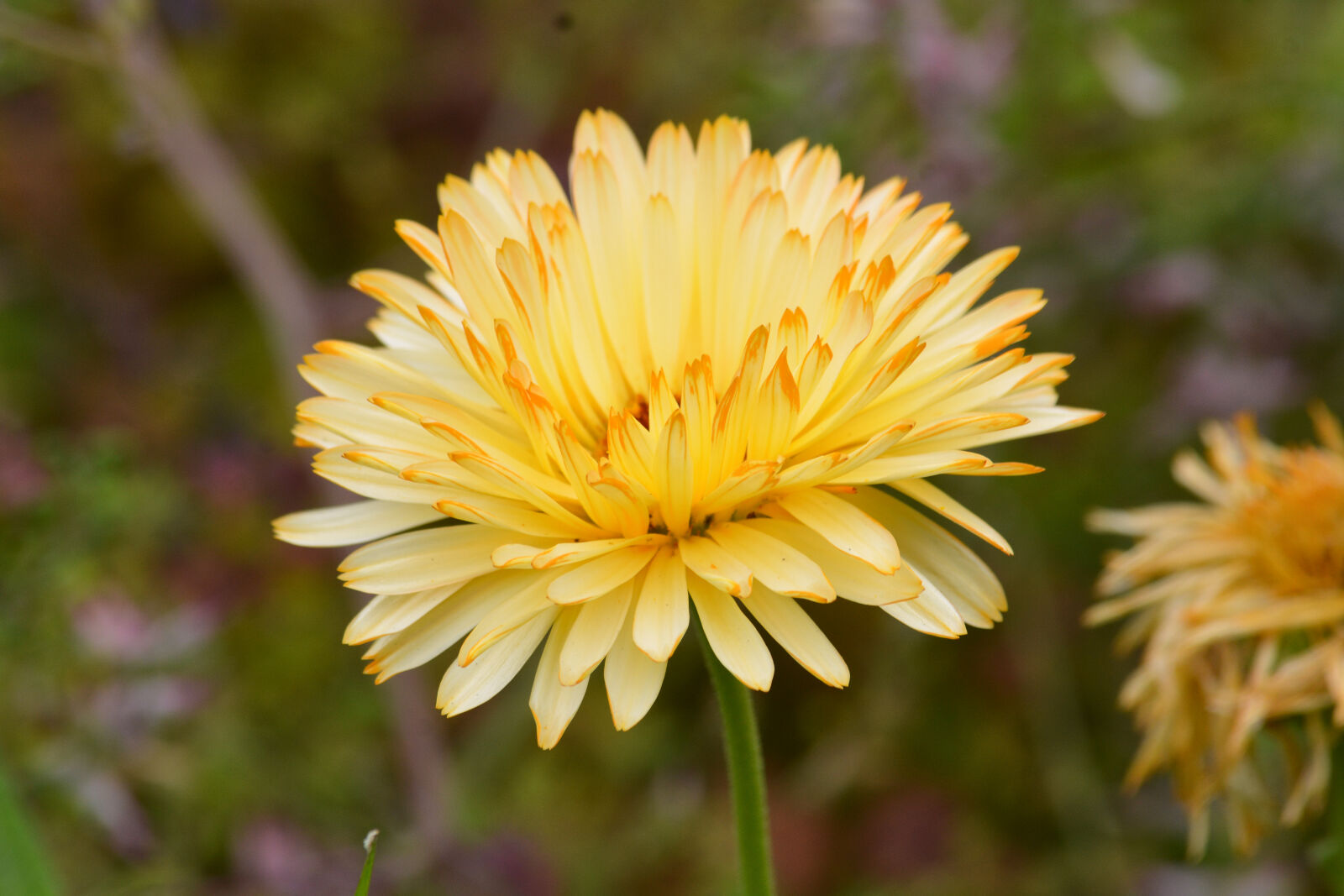 Nikon D5200 sample photo. Botanique, ete, fleur, jaune photography