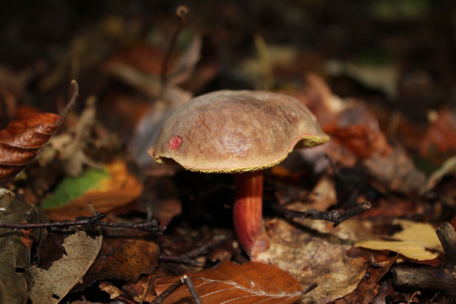 Canon EOS 600D (Rebel EOS T3i / EOS Kiss X5) sample photo. Chestnut, mushroom, cep photography