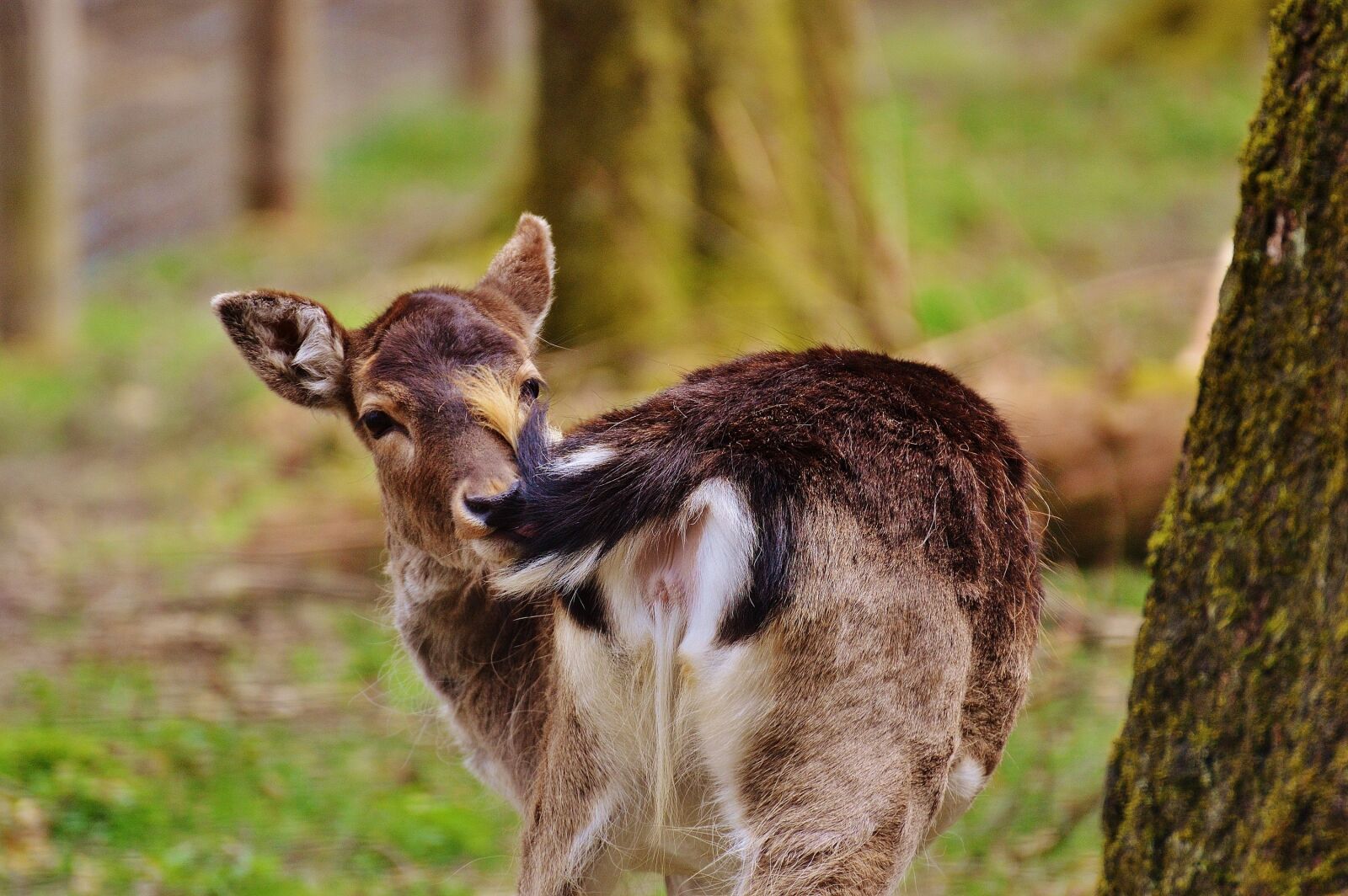 Nikon D3200 sample photo. Wild, roe deer, wildpark photography