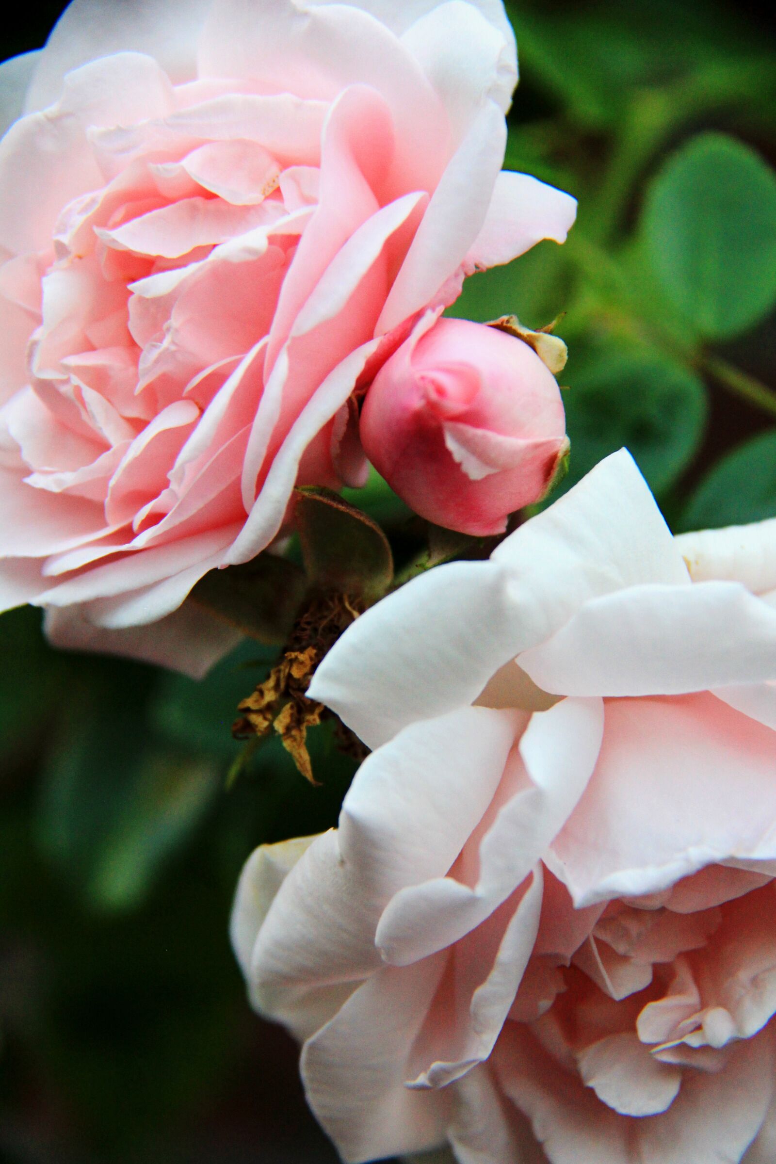 Canon EF-S 18-200mm F3.5-5.6 IS sample photo. Roses, garden, pink photography