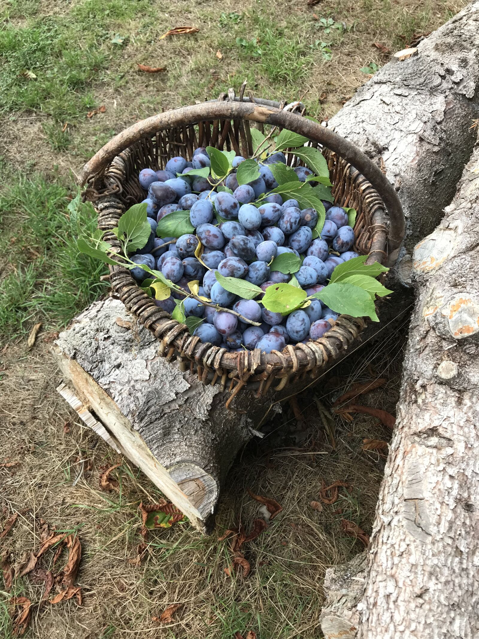 iPhone 7 back camera 3.99mm f/1.8 sample photo. Plums, fruit, fruits photography