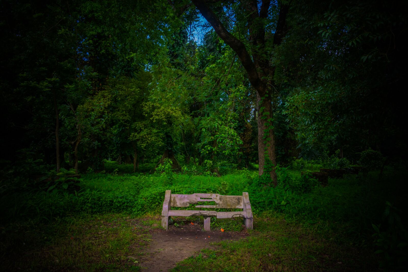 Nikon D3300 sample photo. Tree, wood, nature photography