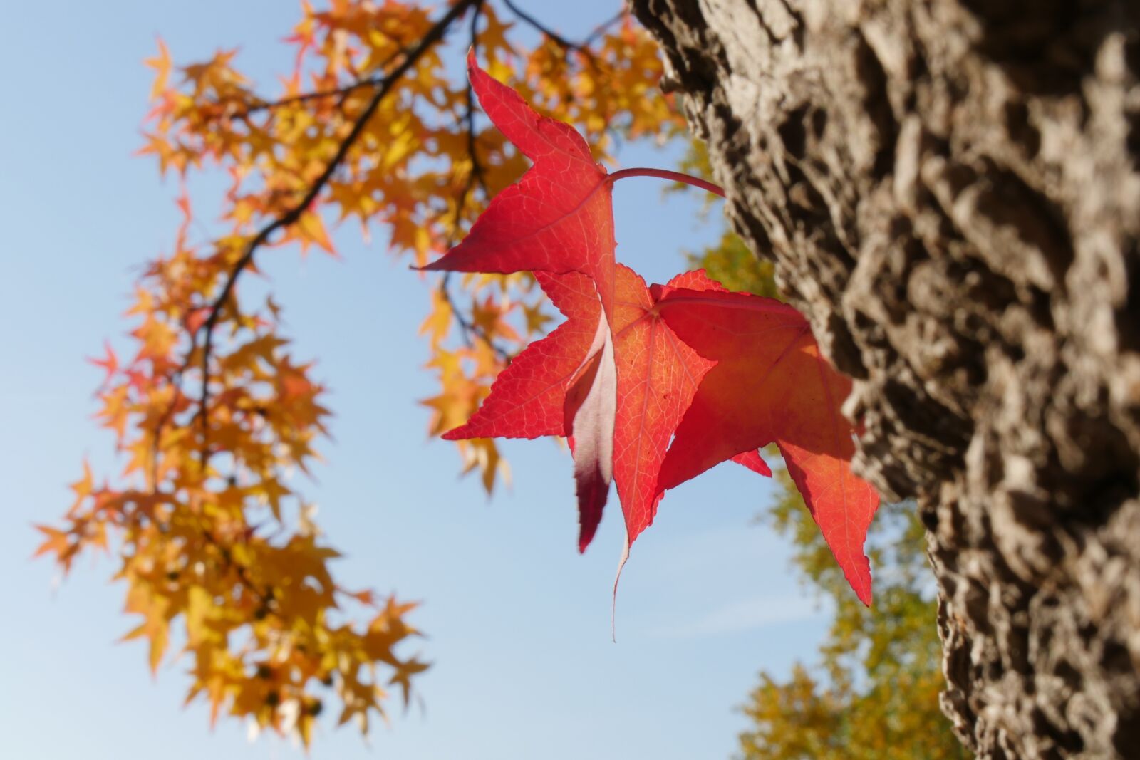 Panasonic Lumix DMC-GH4 sample photo. Nature, tree, leaf photography