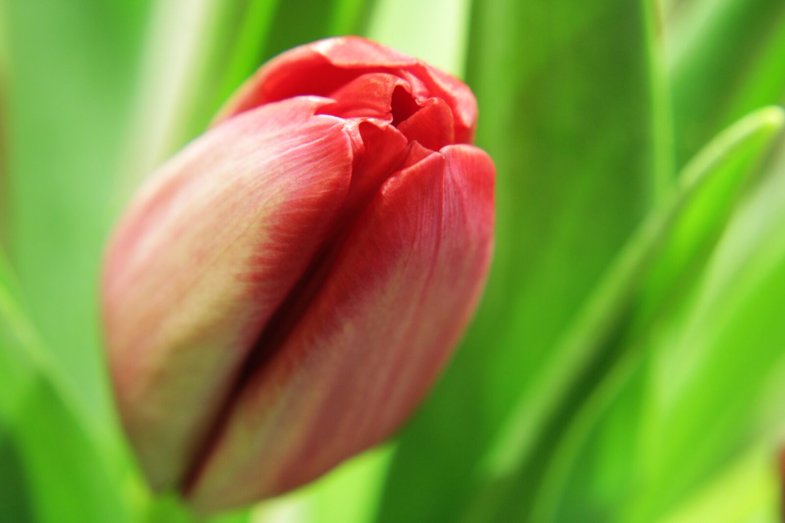 Canon EOS 2000D (EOS Rebel T7 / EOS Kiss X90 / EOS 1500D) sample photo. Tulips, green flower, nature photography