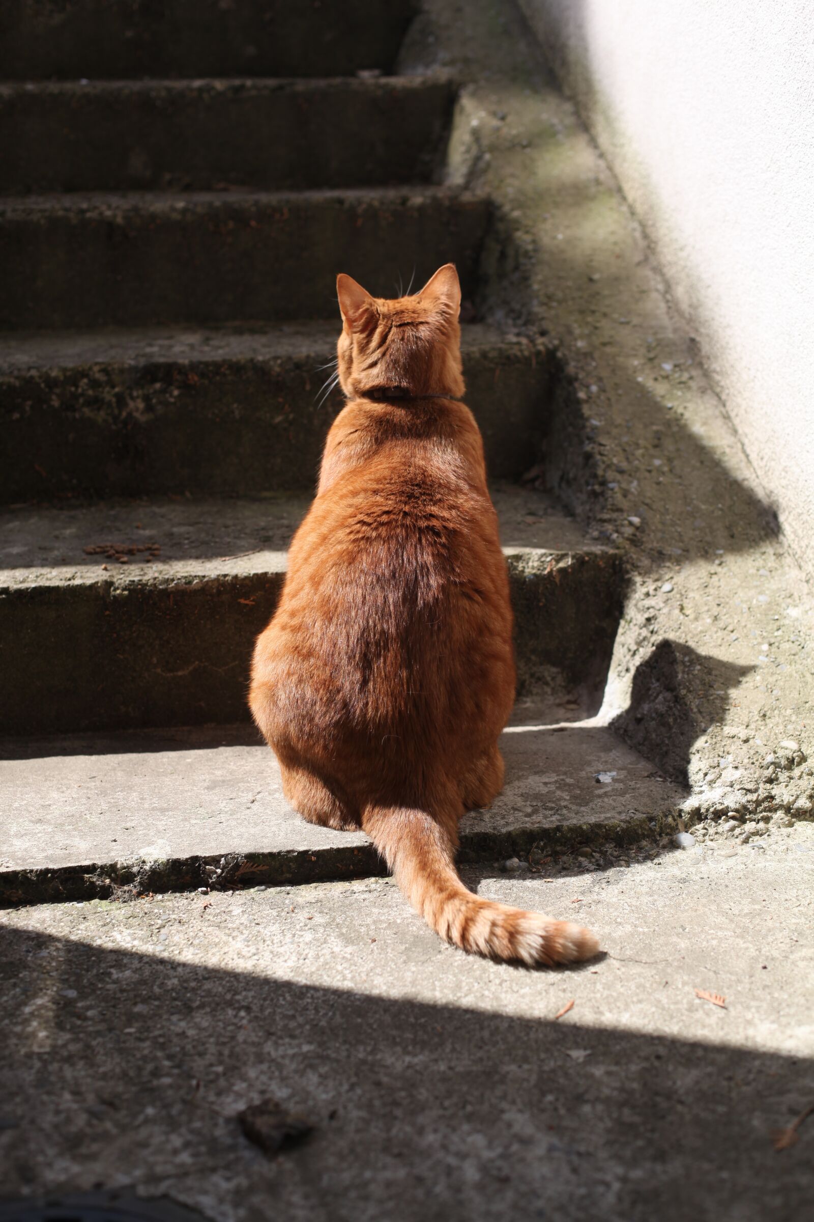 Canon EOS 5D Mark II sample photo. Cat, roux, striped photography