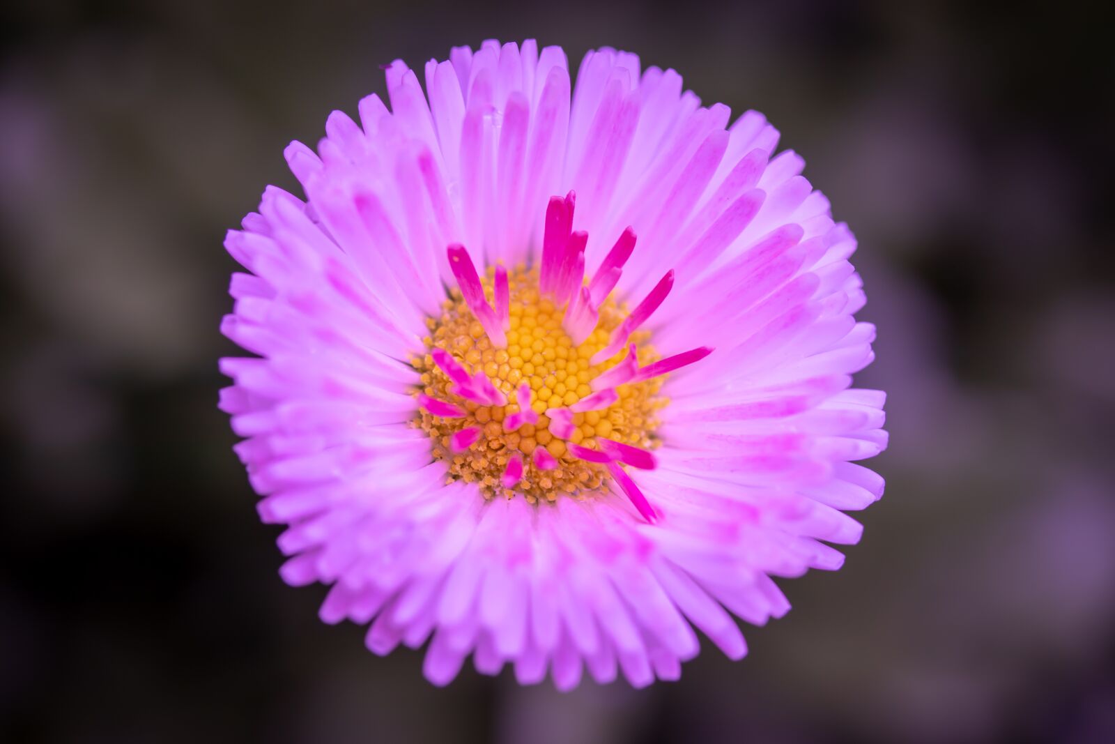 Canon EF-S 60mm F2.8 Macro USM sample photo. Geese flower, blossom, bloom photography
