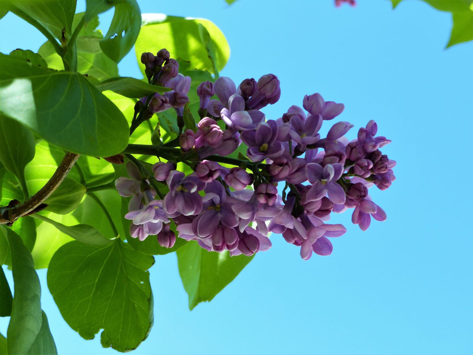 Panasonic Lumix DMC-FZ200 sample photo. Plant, flower, nature photography
