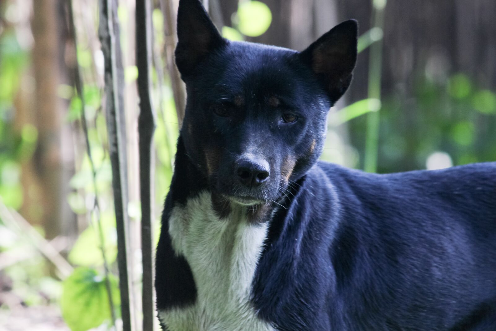 Canon EOS 700D (EOS Rebel T5i / EOS Kiss X7i) sample photo. Mammal, portrait, dog photography