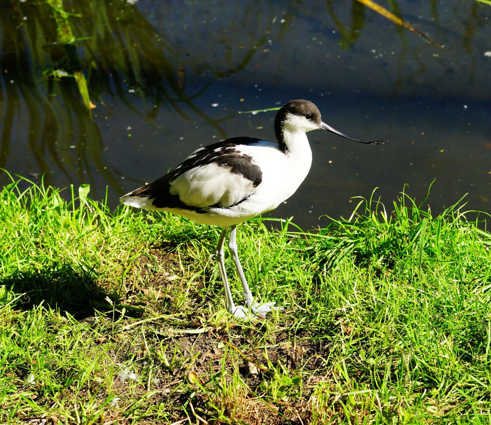Sony a99 II sample photo. Bird, stilt bird, long photography