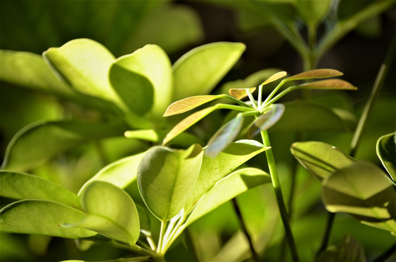 Nikon D7000 sample photo. Green, plant, leaves photography