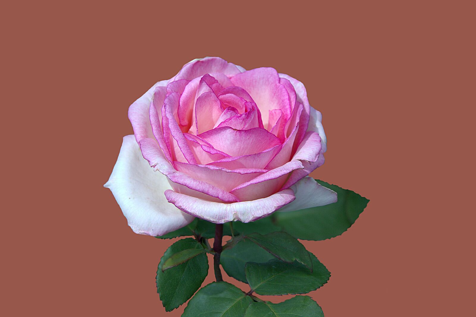 Canon EOS 7D sample photo. Floribunda, rosengarten bad kissingen photography