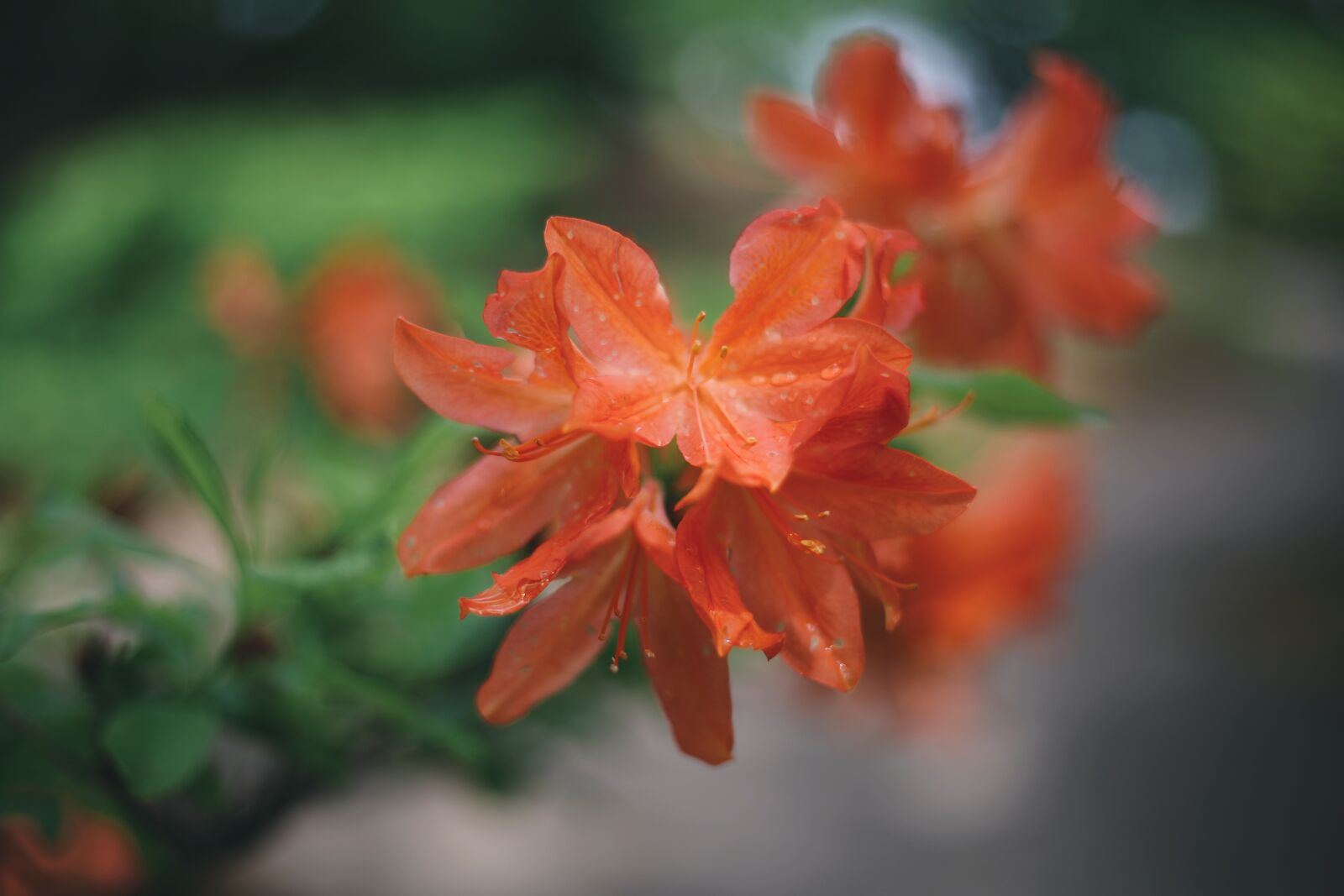 Canon EOS 5D Mark III sample photo. Nature, landscape, closeup photography