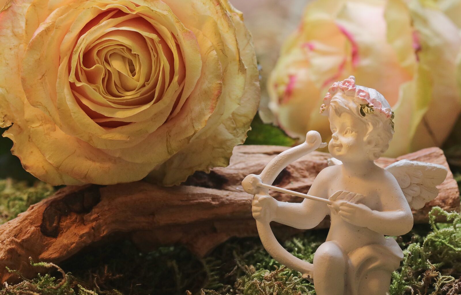 Canon EOS 80D sample photo. Rose, floribunda, blossom photography