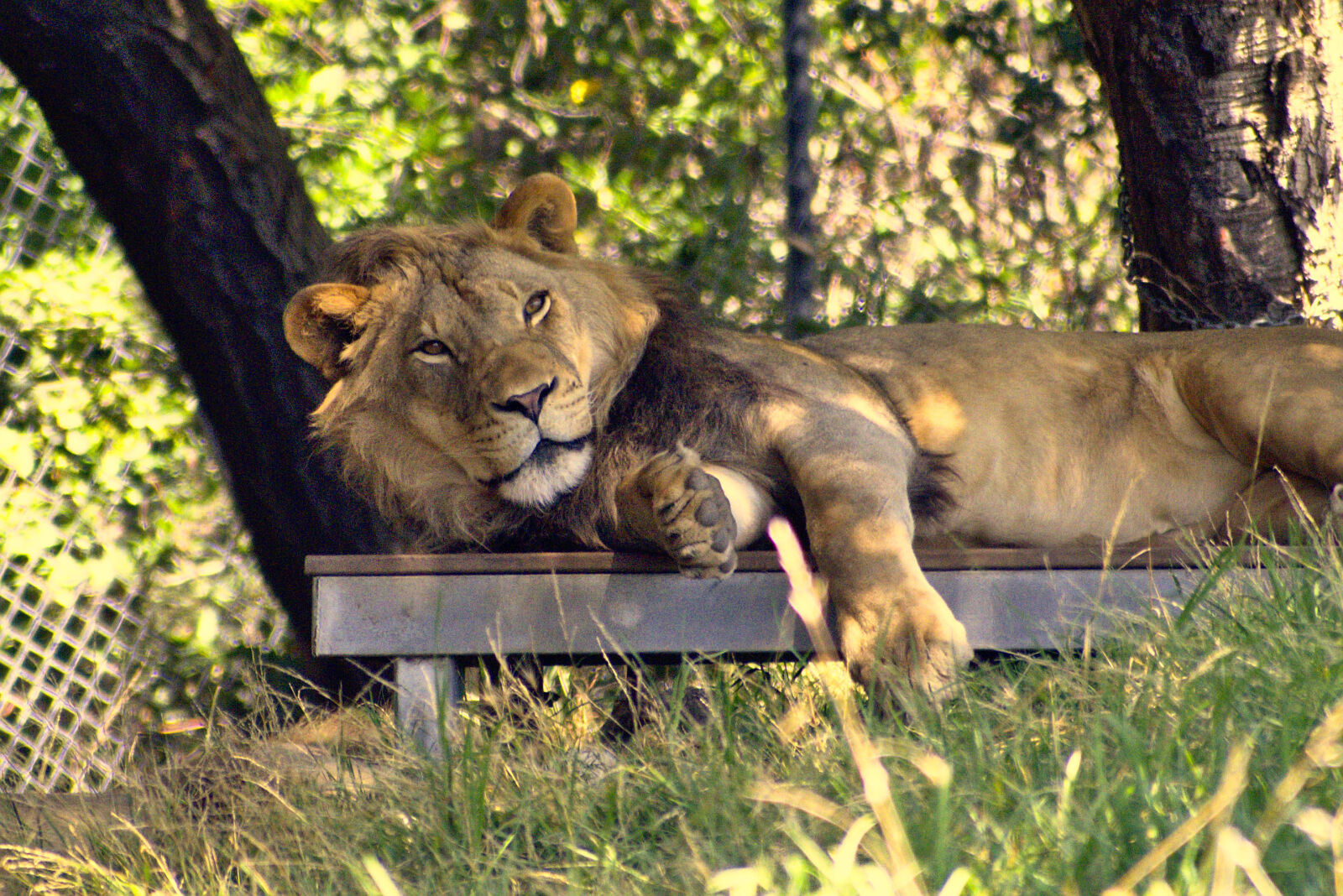 Nikon D5500 sample photo. Lion, wild, zoo photography