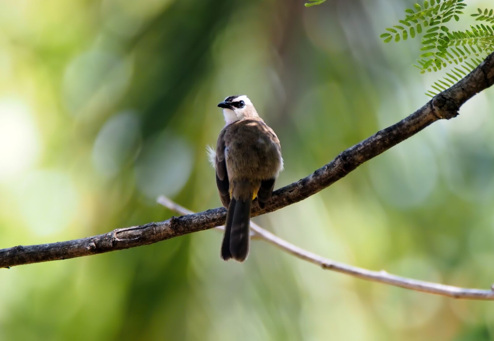 Olympus OM-D E-M1 sample photo. Wild, bird, young photography