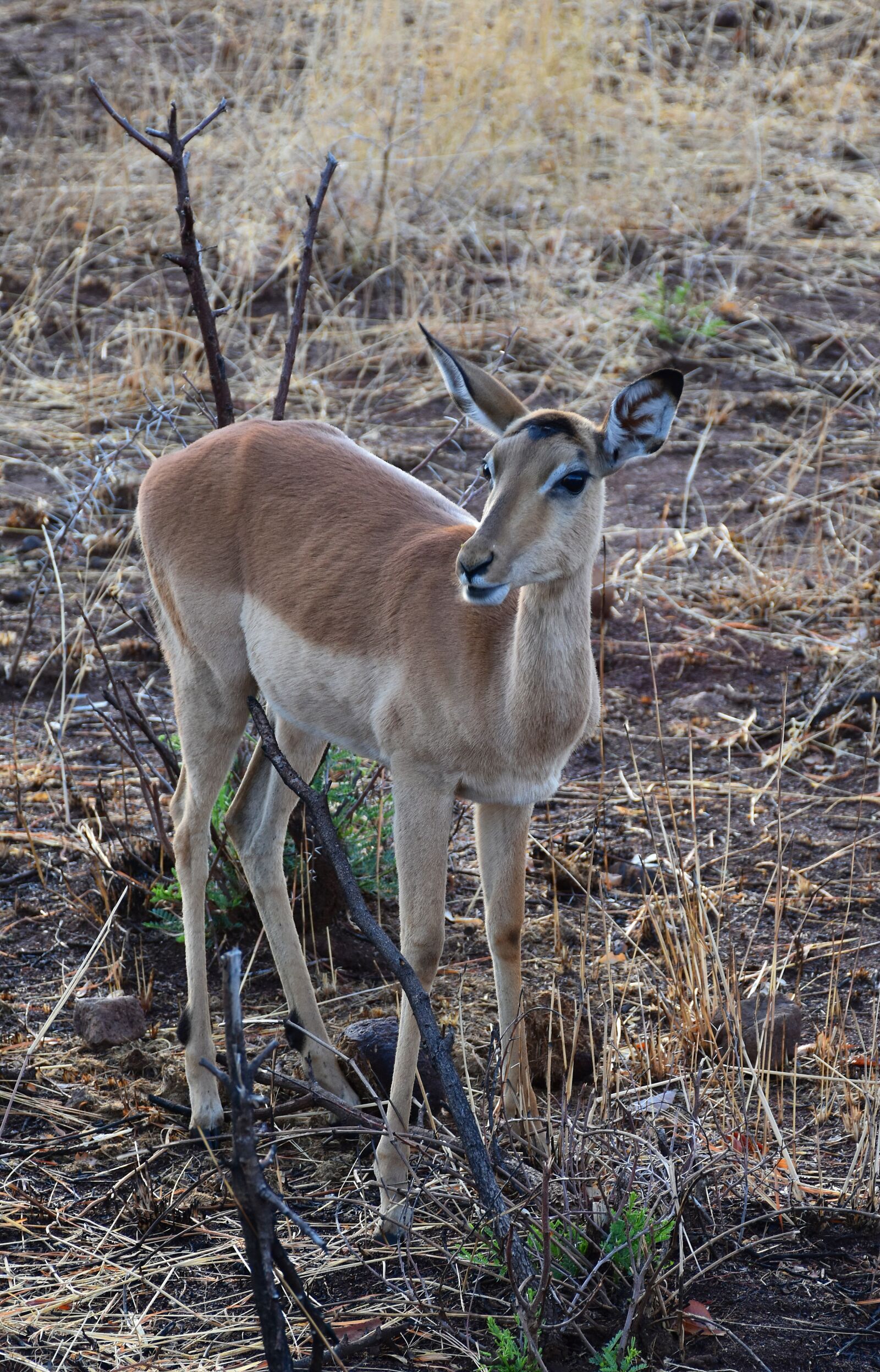 Nikon D5600 sample photo. Impala, animals, nature photography