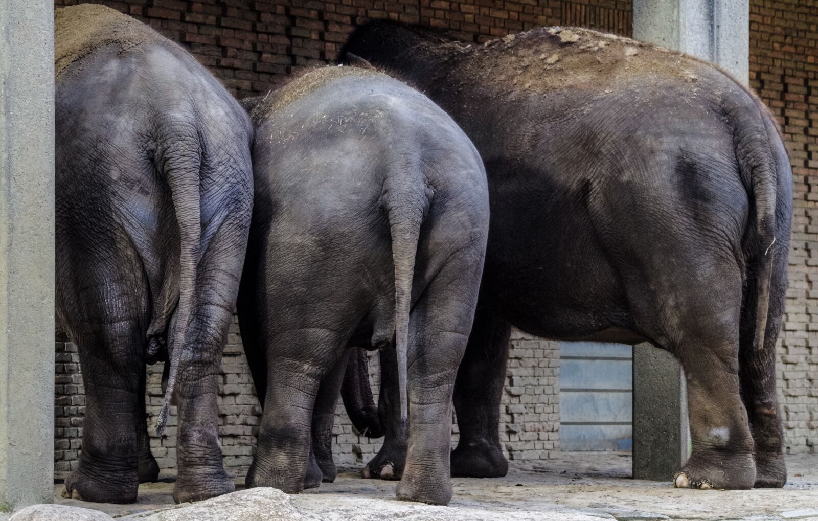 Pentax K-30 sample photo. Elephant, three, zoo photography