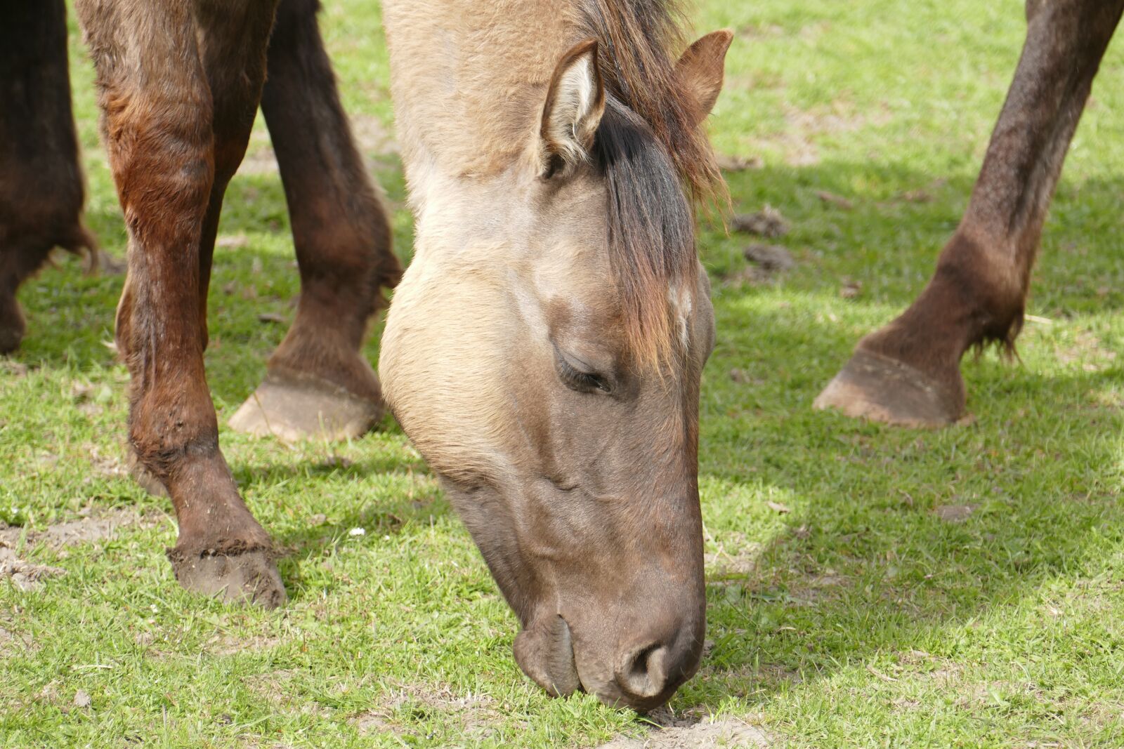 Panasonic Lumix DMC-FZ1000 sample photo. Horse, coupling, head photography