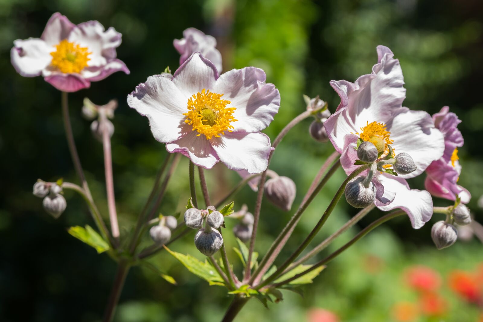 Pentax K-70 + Sigma 17-50mm F2.8 EX DC HSM sample photo. Nature, flower, plant photography