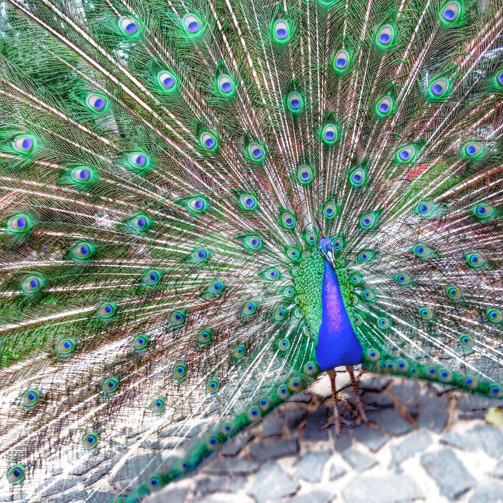 Apple iPhone 6s Plus sample photo. Peacock, peacock, feathers, tail photography