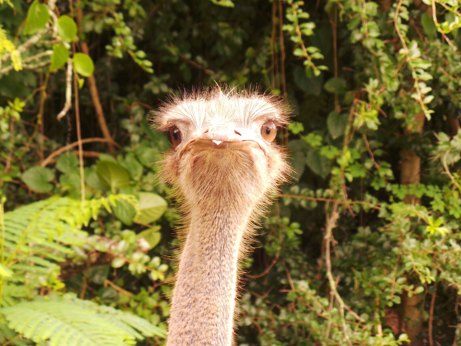 Samsung Galaxy Camera (Wi-Fi) sample photo. Ostrich, safari, closeup photography