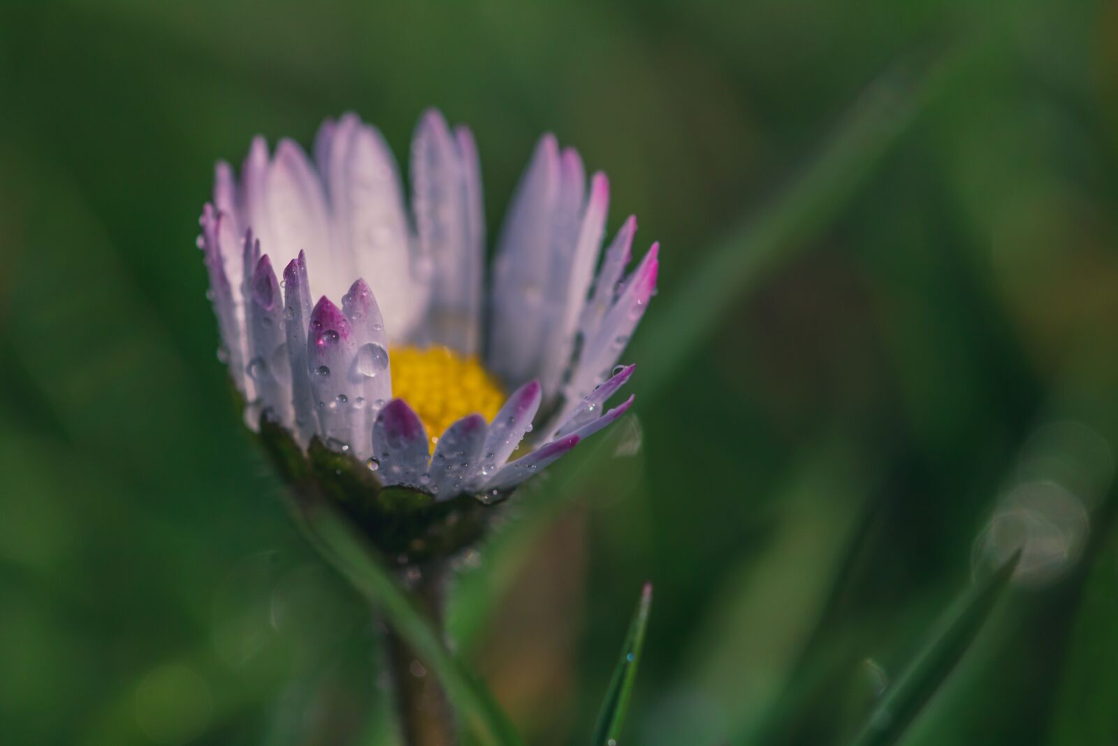 Canon EOS 750D (EOS Rebel T6i / EOS Kiss X8i) sample photo. Geese flower, daisy, bellis photography