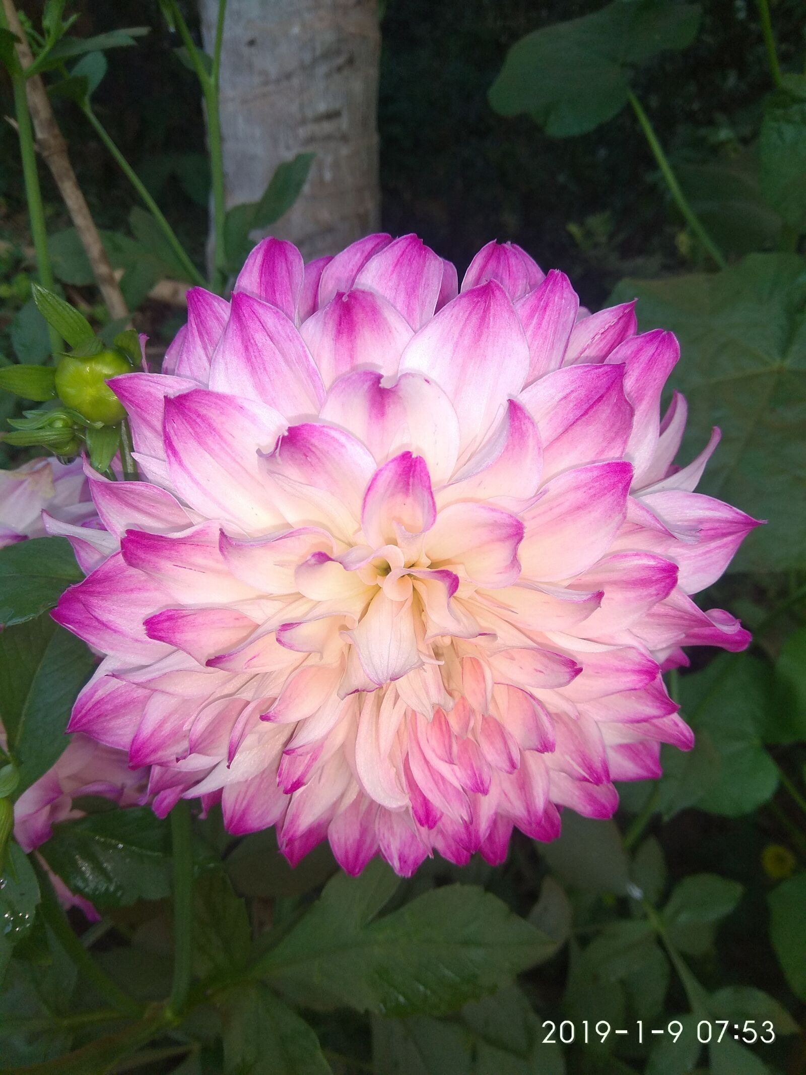 Xiaomi Redmi Note 4 sample photo. White flower, red flower photography