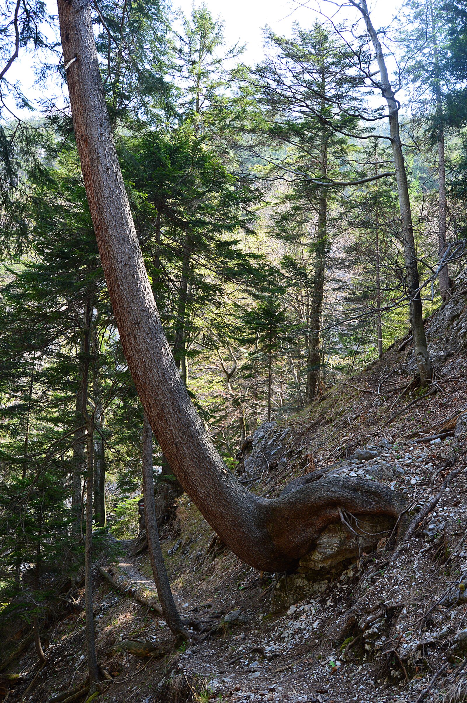 Nikon D3200 sample photo. Tree, forest, root photography