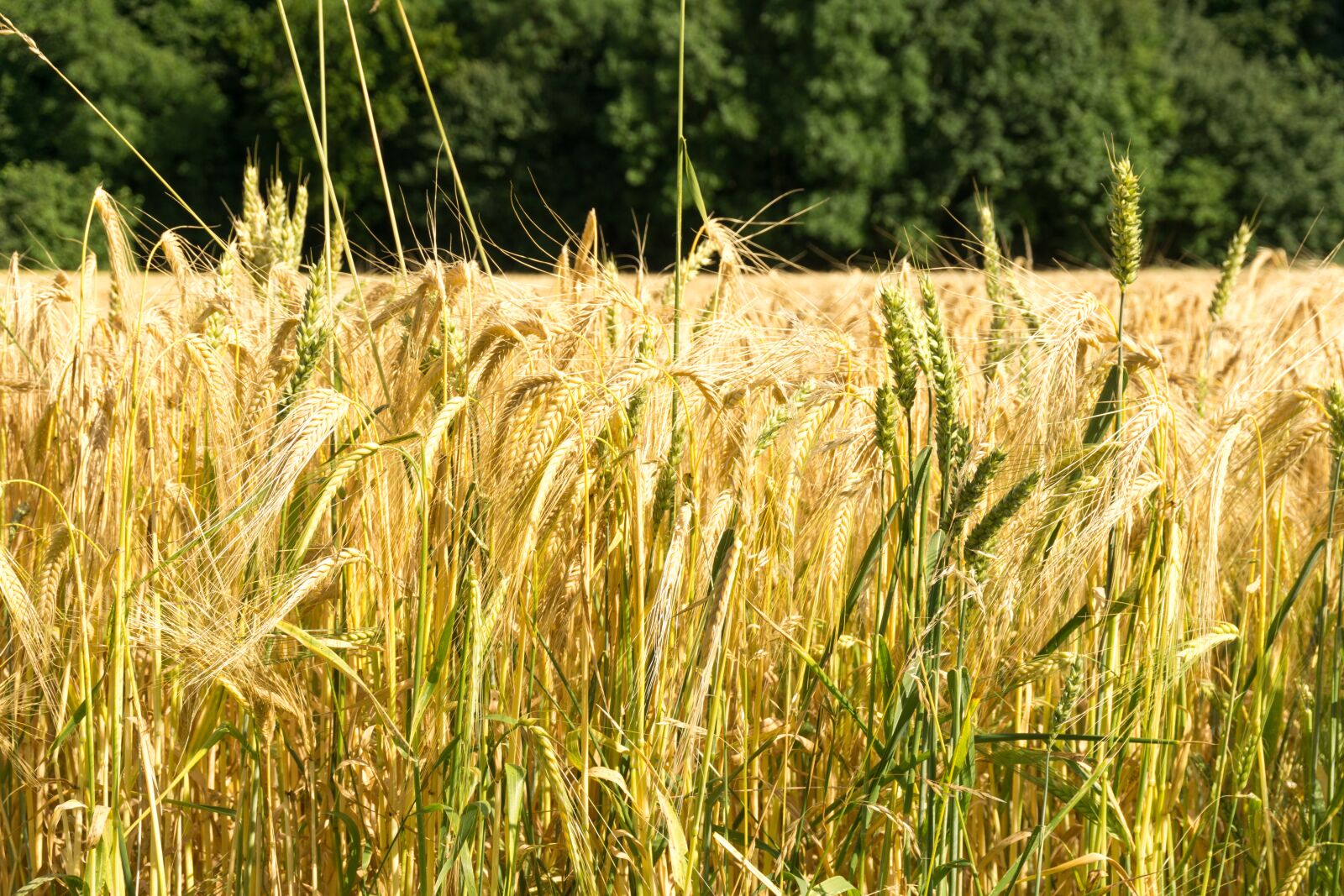 Sony a6000 sample photo. Cereals, field, bauer photography