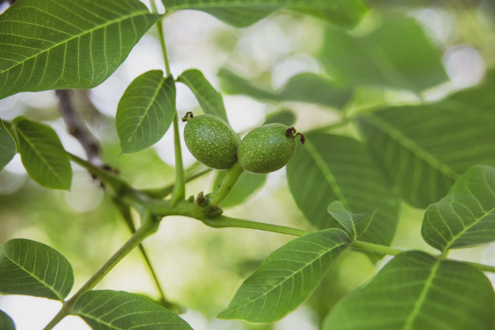 Canon EOS 6D sample photo. Nuts, nut, tree photography
