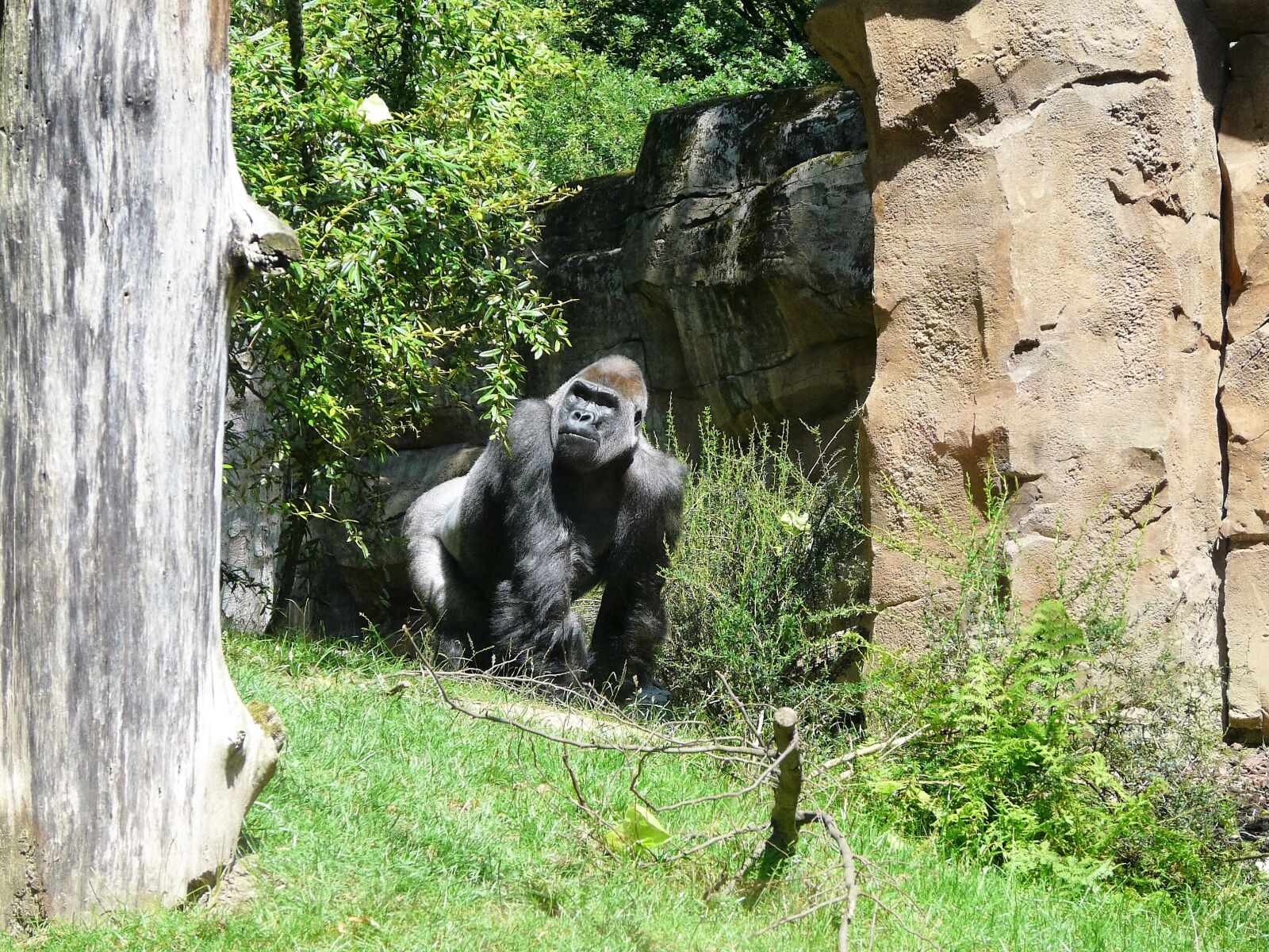 Panasonic DMC-FZ18 sample photo. Animals, gorilla, monkeys photography