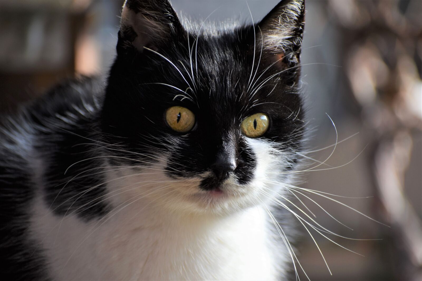 Nikon D3500 sample photo. Cat, home, animal photography