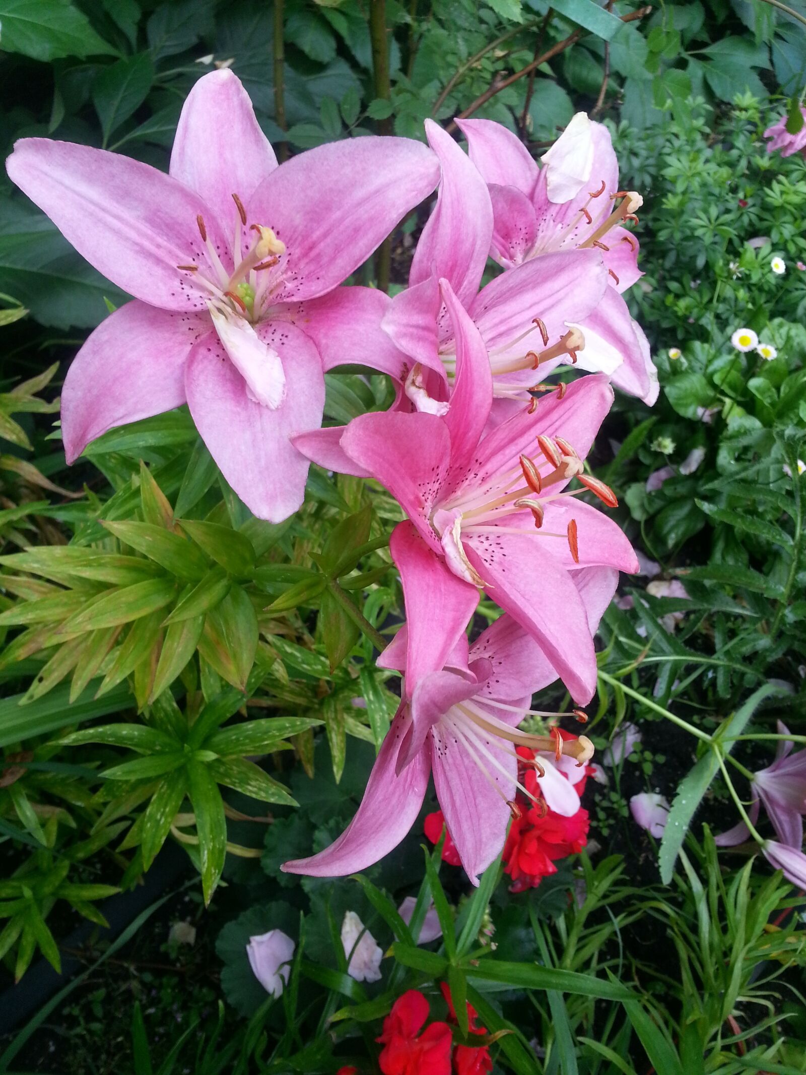 Samsung Galaxy S3 sample photo. Lily, pink, garden photography