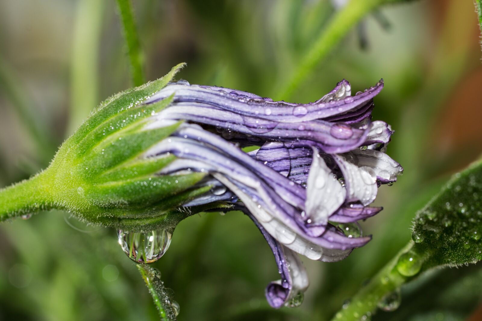 Canon EOS 70D + Canon EF 50mm F2.5 Macro sample photo. Macro, osteospermum ecklonis, cape photography