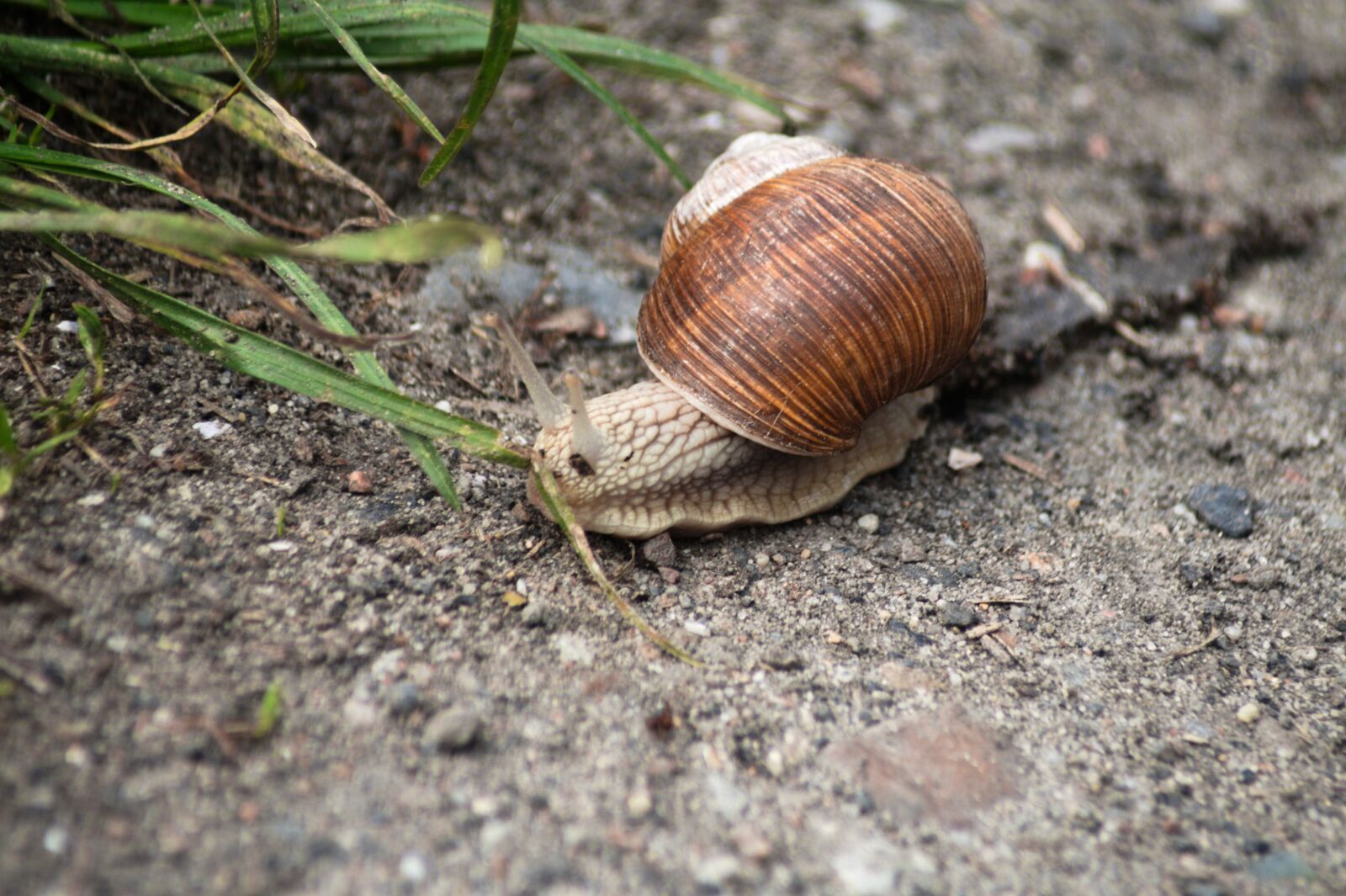 Canon EOS 400D (EOS Digital Rebel XTi / EOS Kiss Digital X) sample photo. Snail, nature, the environment photography