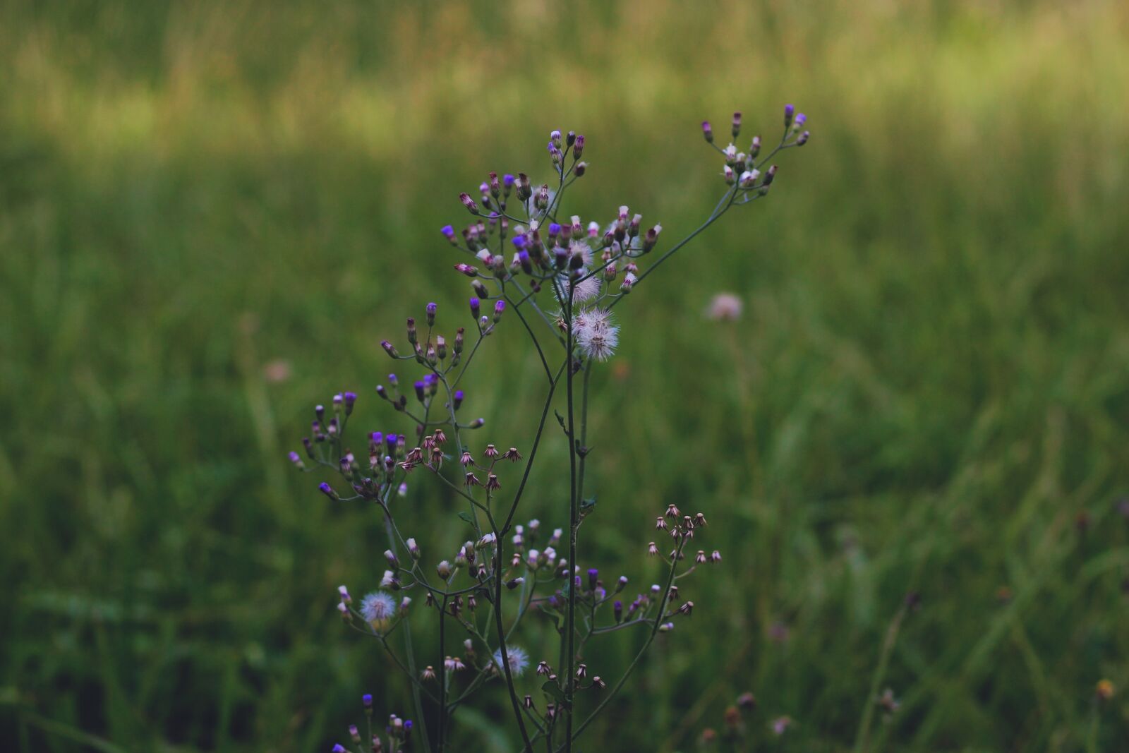 Canon EOS 600D (Rebel EOS T3i / EOS Kiss X5) + Canon EF 50mm F1.8 STM sample photo. Wild flowers, field, garden photography