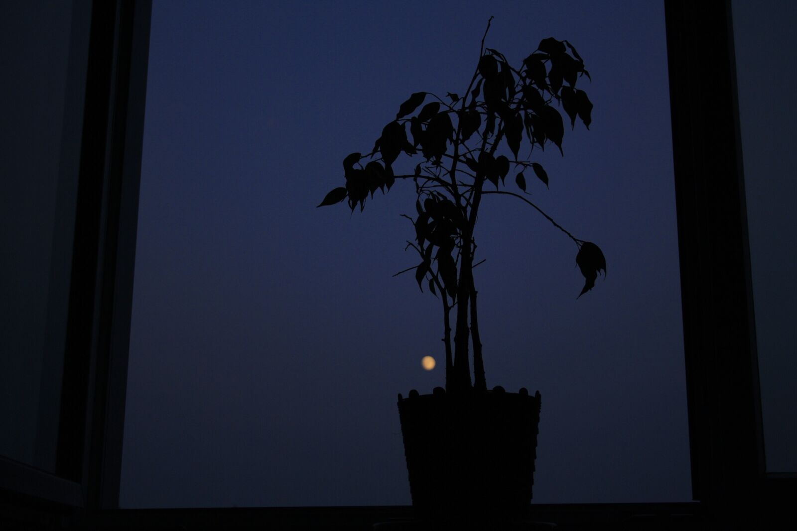 Canon EOS 1000D (EOS Digital Rebel XS / EOS Kiss F) sample photo. Tree, plant, moon photography