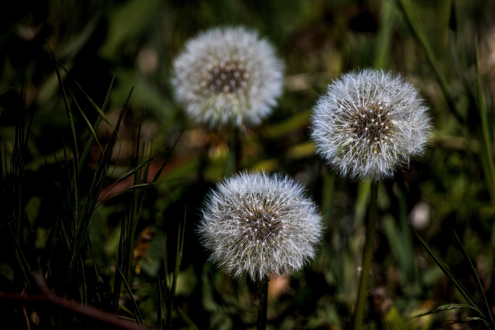 Canon EOS R sample photo. Dandelion, seeds, spring photography