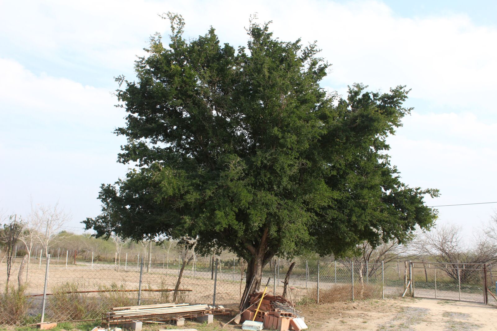 Canon EOS 1200D (EOS Rebel T5 / EOS Kiss X70 / EOS Hi) sample photo. Tree, field, landscape photography