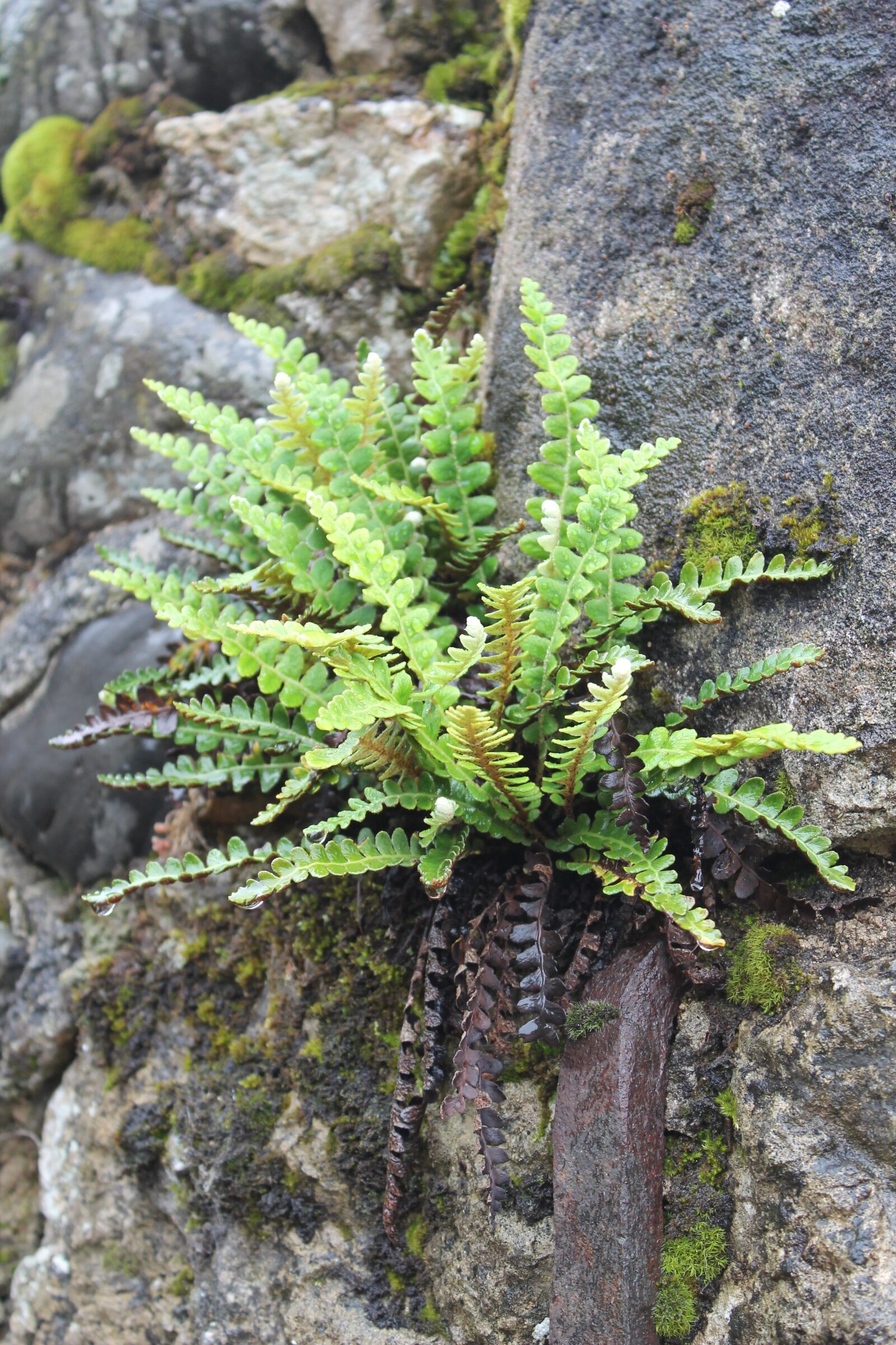 Canon EOS 1100D (EOS Rebel T3 / EOS Kiss X50) sample photo. Plant, growth in stone photography