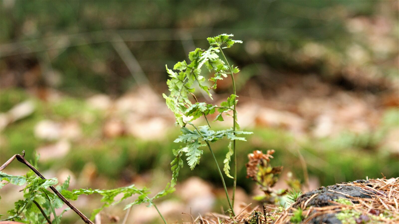 Sony Alpha DSLR-A350 sample photo. Forest, winter, boating photography