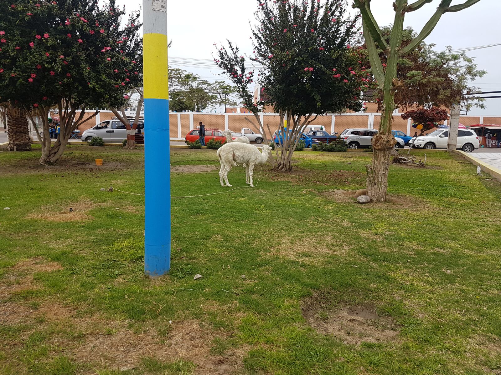 Samsung Galaxy S7 sample photo. Plaza, camana, alpaca photography