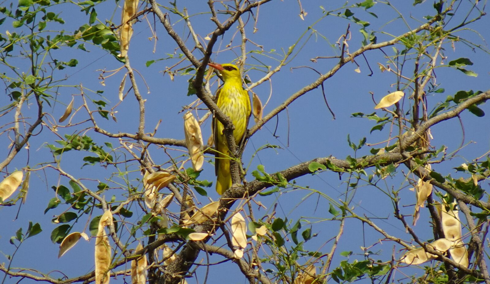 Sony DSC-WX800 sample photo. Bird, indian golden oriole photography