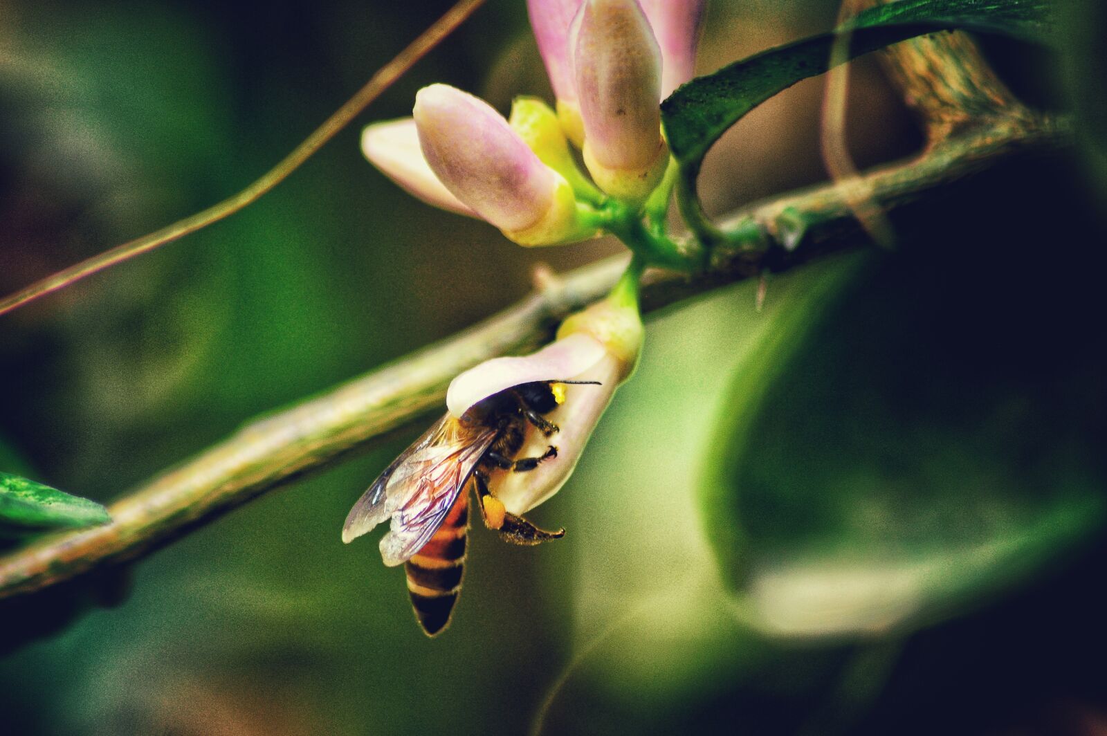 Nikon D5100 sample photo. Jasmin flower, neutral, bee photography