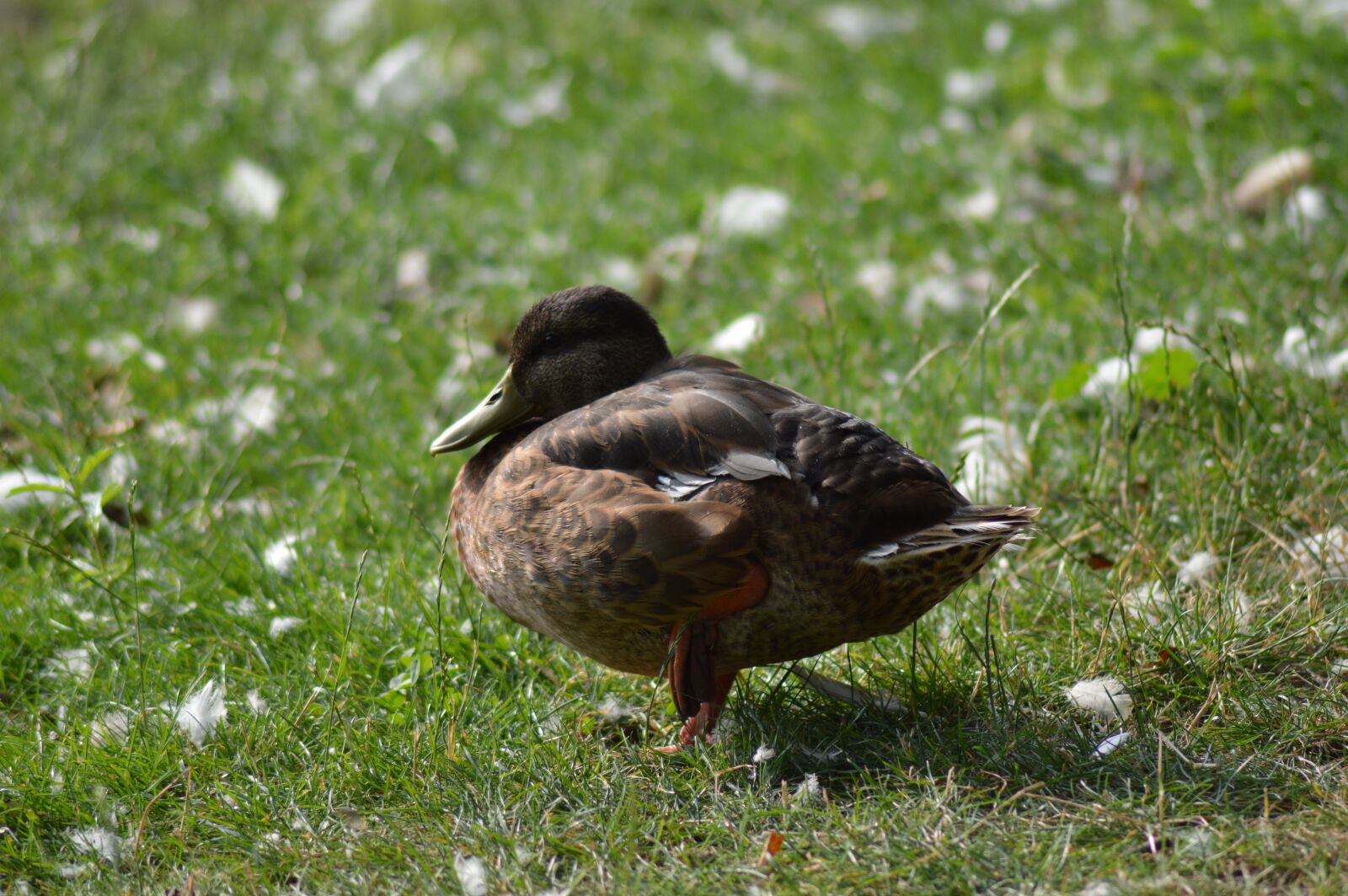 Nikon D3200 sample photo. Duck, feathers, animal photography